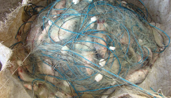 Zeci de kilograme de pește, confiscate de polițiștii de frontieră - zecidekilograme-1400486013.jpg