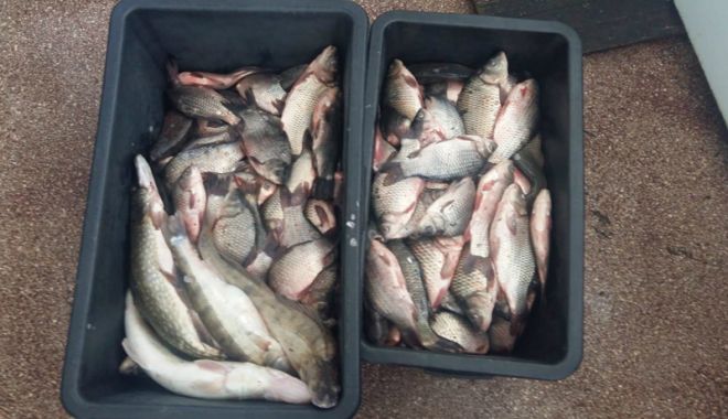 Zeci de kilograme de pește, confiscate de polițiștii  de frontieră - zecidekilogramepeste1-1537547617.jpg