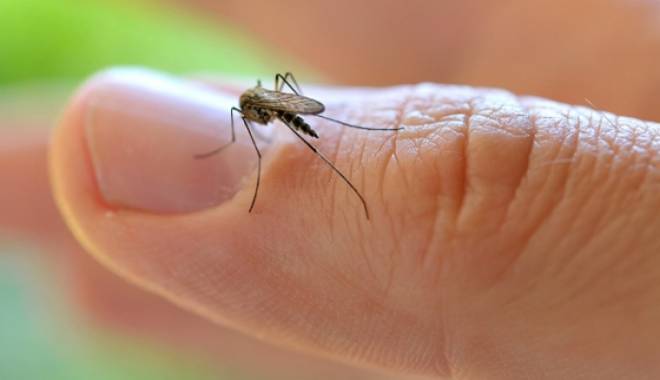 Zika poate fi eradicat. Doi soldați care au contactat maladia au fost vindecați - zica-1457716869.jpg