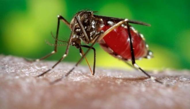 OMS: Virusul Zika s-ar putea răspândi pe ambele continente americane - zika-1453768186.jpg