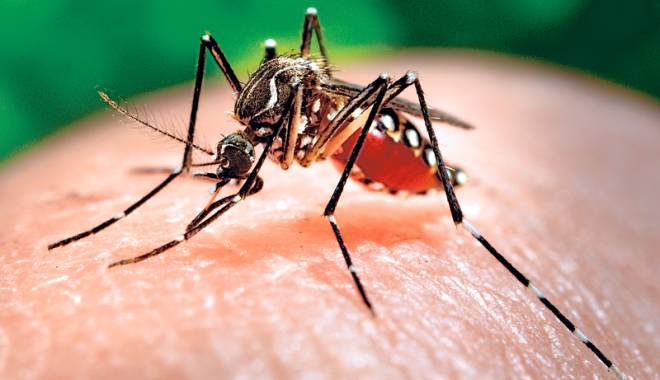 OMS: Circa patru milioane de oameni, amenințați de virusul Zika - zika-1453992059.jpg
