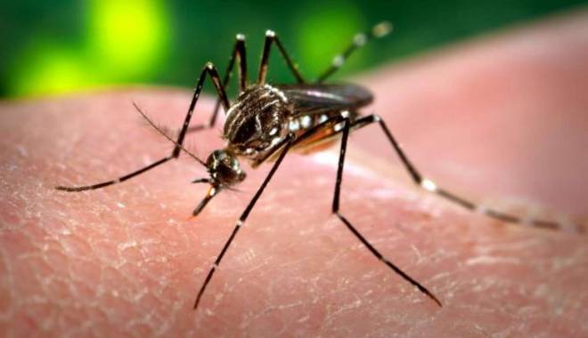Virusul Zika: Transfuziile de sânge, restricționate - zika-1454917536.jpg