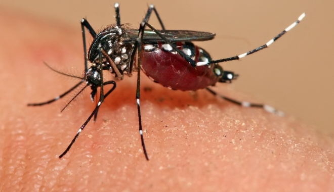 VIRUSUL ZIKA, CONFIRMAT ÎN ROMÂNIA. O TÂNĂRĂ DE 27 DE ANI, ÎN SPITAL - zika-1468312783.jpg