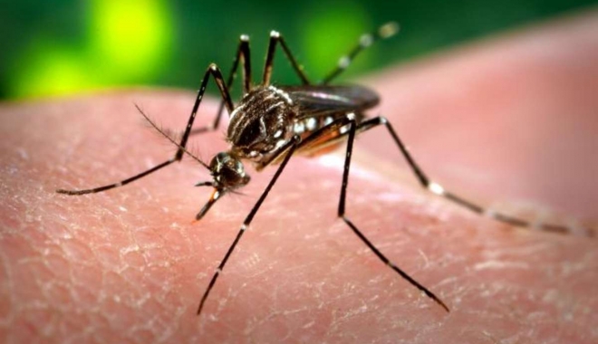 Noi informații despre infectarea cu virusul Zika - zika-1469959998.jpg