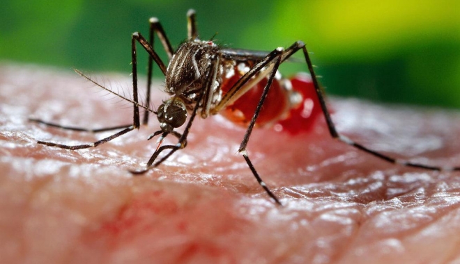 Un insecticid împotriva țânțarilor purtători de ZIKA a ucis milioane de albine - zika-1472904621.jpg