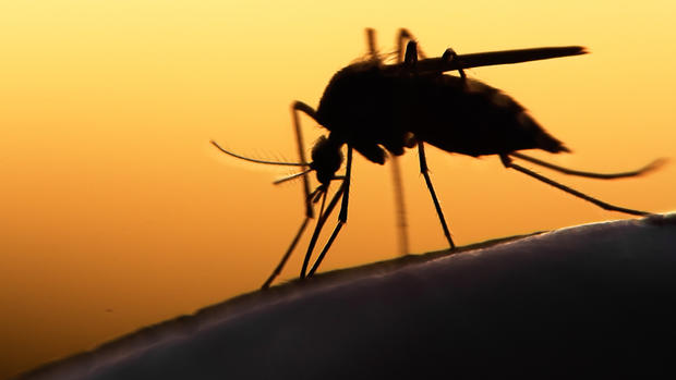 SUA declară stare de urgență în Puerto Rico din cauza virusului Zika - zika1-1471070782.jpg