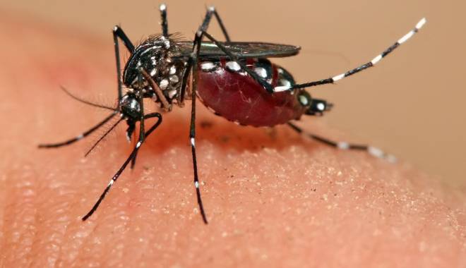 Trei decese din cauza virusului Zika - zikavirus-1455264078.jpg