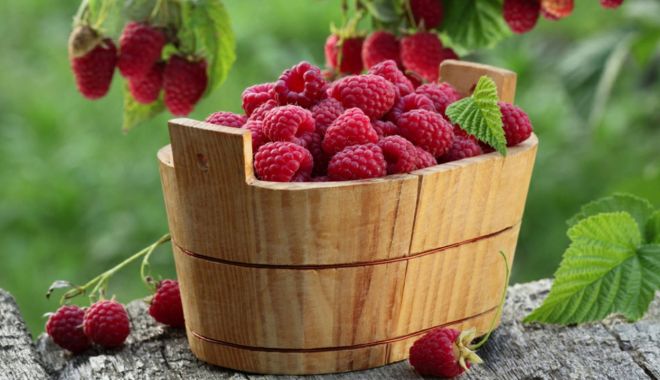 Zmeura - o sursă bogată de fibre dietetice și antioxidanți - zmeura-1698406144.jpg