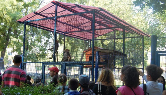 Primarul Matei a invitat 40 de copii  la mini grădina sa zoologică - zoonavodari-1318165672.jpg