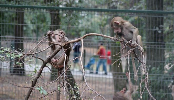Proiectul de lege prin care se permitea sacrificarea animalelor „în surplus” de la zoo a fost retras - zootargumures-1615033196.jpg