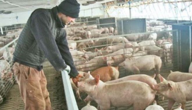 Efectivele de porcine s-au redus semnificativ - zootehnie1509-1568540136.jpg
