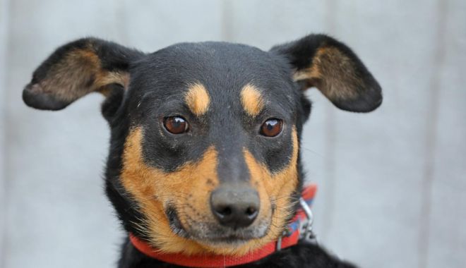Zorro caută o familie iubitoare. Îl ajutați? - zorro-1667467802.jpg