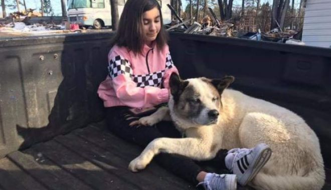 A fost găsit în viață după 101 zile de la incendiile devastatoare din California - zta0ztkxnwzjntk5ogq2yze2mgrlmdkx-1550752573.jpg