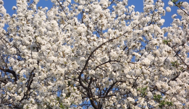 ANM. CUM VA FI VREMEA DE FLORII - zyzoyxnoptk2nziyzdnmmtiymtazndqy-1491647412.jpg