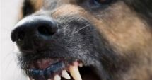 Stire din Eveniment : Proprietarul celor 8 câini care au atacat un copil, reținut. În loc să-l ducă la spital, l-a luat acasă și i-a dat ceai
