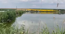 Stire din Social : Dezastru ecologic la Corbu! Mii de pești au murit în doar câteva ore