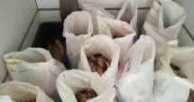 Stire din Eveniment : Sute de kg de pește, confiscate de polițiștii constănțeni