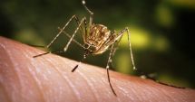 Stire din Social : Ce măsuri trebuie luate pentru a scăpa de atacul ȚÂNȚARILOR UCIGAȘI!