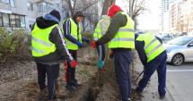 Stire din Social : Spațiul verde urban, revitalizat! Se vor planta peste 140.000 de fire de arbuști