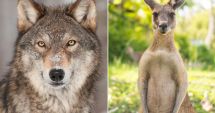 Stire din Actualitate : Cangur mâncat de lup, în Belgia