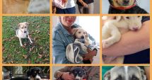 Stire din Social : Soarta a peste 200 de căţei din Adăpostul de Animale Abandonate Constanța a fost decisă în 2022!