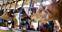 Stire din Economie : Crescătorii de animale vor primi sprijinul financiar de aproape 16 milioane lei
