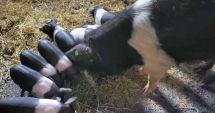 Stire din Economie : Bani de la stat pentru crescătorii constănţeni de porci din rasele Bazna şi Mangaliţa
