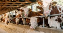 Stire din Economie : Bursă, agricultură, antifraudă fiscală. INFO economic