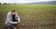 Stire din Economie : Bani pentru cultivatorii constănţeni de usturoi. Cei 3.000 de euro/hectar, necesari ca aerul