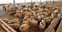 Stire din Economie : Ajutor de stat pentru crescătorii de animale constănţeni. Cererile se depun luna aceasta