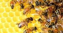 Stire din Economie : Inflaţie, agricultură, energie. INFO economic