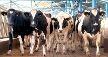 Stire din Economie : Agricultură: Unităţile de procesare au colectat cu 12,1% mai mult lapte de vacă, în primul semestru