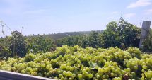 Stire din Economie : Fermierii constănţeni pot depune cererile de plată pentru asigurarea recoltelor până pe 15 octombrie