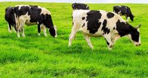 Stire din Economie : APIA: Sprijin financiar în valoare de peste 16,9 milioane lei pentru crescătorii de animale