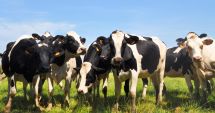 Stire din Economie : Agricultură: Efectivele de bovine, în scădere cu 1% la 1 iunie 2023