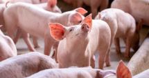 Stire din Economie : APIA: Sprijin financiar în valoare de peste 2,42 milioane lei pentru crescătorii de animale