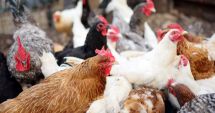 Stire din Economie : Energie, agricultură, comerţ. INFO economic