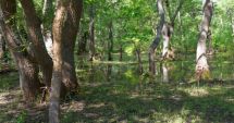 Stire din Economie : Cum să devii proprietar în Delta Dunării. Fiscul scoate la vânzare o pădure la Partizani
