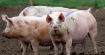 Stire din Economie : Normele de aplicare a Legii porcului, şanse mari de modificare. Comercializarea ar putea fi posibilă
