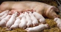 Stire din Economie : Cum pot fi accesate fondurile europene pentru investiţii în sectorul zootehnic şi în procesare
