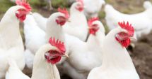 Stire din Economie : Comerţ, agricultură, finanţe. INFO economic