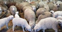 Stire din Economie : Sprijin financiar în valoare de peste 18,99 milioane lei pentru crescătorii de animale