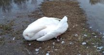 Lebede moarte, găsite pe un lac din Delta Dunării. Probe prelevate pentru a stabili dacă aveau gripă aviară
