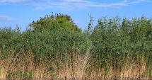 Stire din Economie : Ministrul Agriculturii: Anchetă privind legalitatea acordării subvenţiilor pentru recoltarea stufului din Delta Dunării