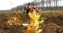 Stire din Economie : Romsilva: Peste 25 de milioane de puieţi, plantaţi, anul trecut, în fondul forestier de stat