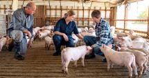 Stire din Economie : Fermierii constănţeni pot trimite cererile pentru sprijinul pentru sectoarele suin şi avicol, până pe 14 martie