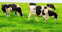 Creşterea de bovine şi bubaline. Fermierii constănţeni pot depune cereri pentru ajutor de stat până la 21 martie