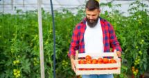 Stire din Economie : Vin banii pentru cultivatorii de roşii şi usturoi. "Şi totuşi, aceste subvenţii nu rezolvă esenţa problemei!"