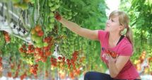 Stire din Economie : Programele Tomata şi Usturoiul românesc, "gură de oxigen" pentru fermierii constănţeni