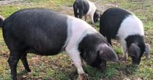 Stire din Economie : Pariul cu agricultura! Bani mai mulţi pentru crescătorii de porci din rasele Bazna şi Mangaliţa